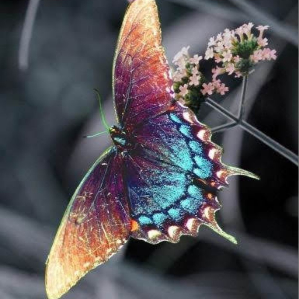 Meet your Posher, Gina